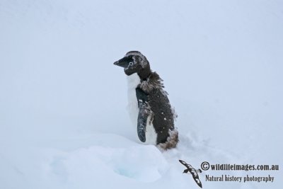 Adelie Penguin a4002.jpg