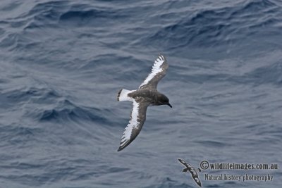 Antarctic Petrel a1039.jpg