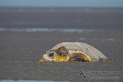 Caretta caretta a9971.jpg