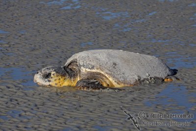 Caretta caretta a9974.jpg