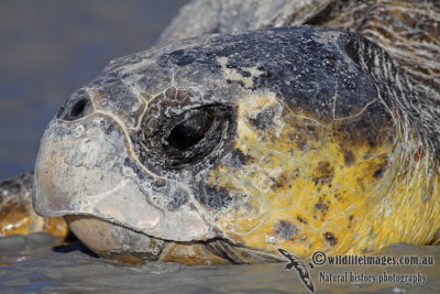 Caretta caretta a9976.jpg