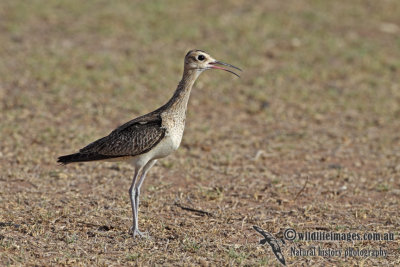 Little Curlew a0021.jpg