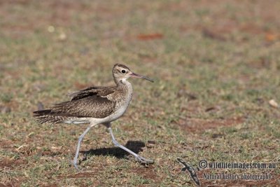 Little Curlew a0034.jpg