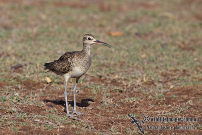 Little Curlew a0040.jpg