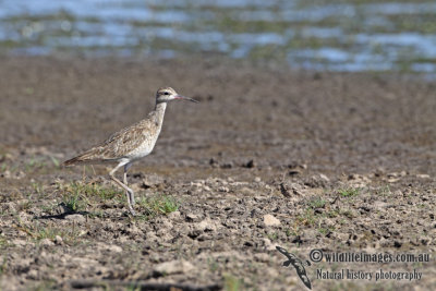 Little Curlew a9462.jpg