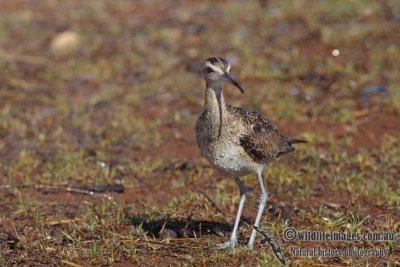 Little Curlew a9869.jpg