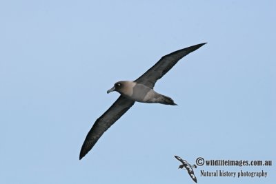 Light-mantled Sooty Albatross a3680.jpg