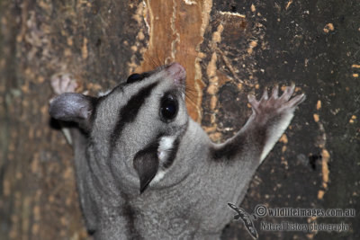 Sugar Glider a7327.jpg