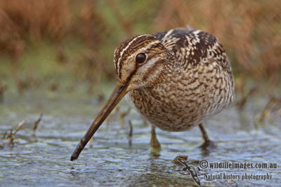 Curlews, Godwit, Shanks and Sandpipers