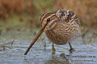 Pin-tailed Snipe