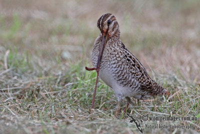 Pin-tailed Snipe a2130.jpg