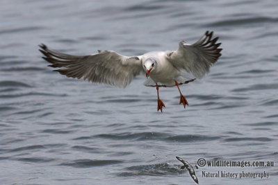 Black-headed Gull 0019.jpg