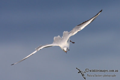 Black-headed Gull 0074.jpg