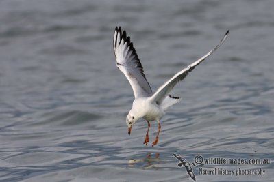 Black-headed Gull 0078.jpg