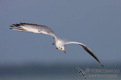 Black-headed Gull 0085.jpg