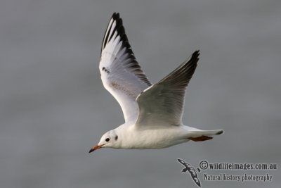 Black-headed Gull 0136.jpg