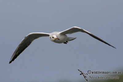 Black-headed Gull 0220.jpg