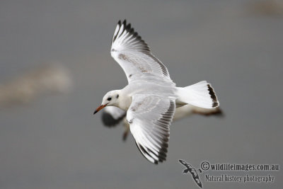 Black-headed Gull 0854.jpg