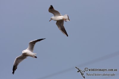 Black-headed Gull 1033.jpg