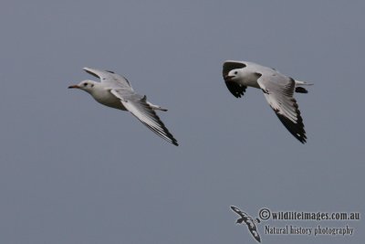 Black-headed Gull 1318.jpg