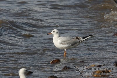 Black-headed Gull 2137.jpg