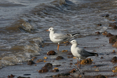 Black-headed Gull 2143.jpg