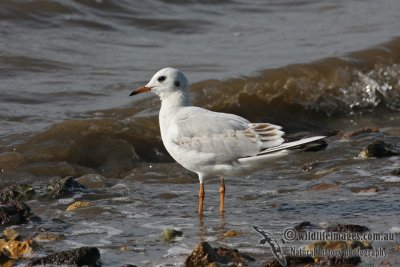 Black-headed Gull 2163.jpg