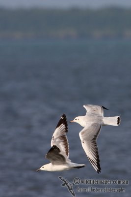 Black-headed Gull 2207.jpg