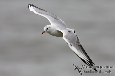 Black-headed Gull 3503.jpg