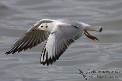 Black-headed Gull 9789.jpg