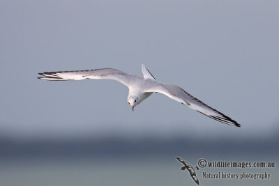 Black-headed Gull 9940.jpg