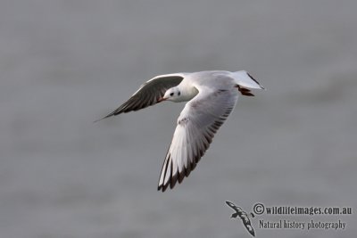 Black-headed Gull 9950.jpg