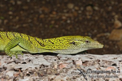 Varanus prasinus 3264.jpg