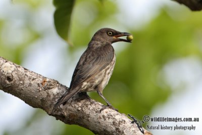 Singing Starling 9811.jpg