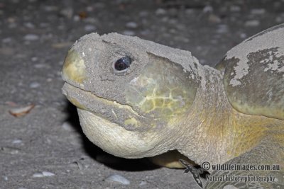Flatback Turtle - Natator depressus a9707.jpg