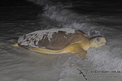 Flatback Turtle - Natator depressus a9756.jpg