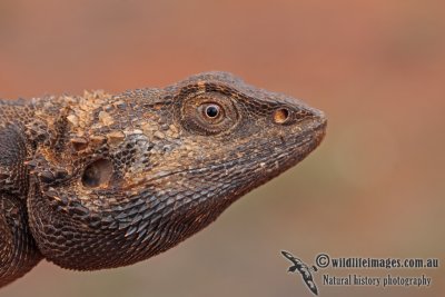 Western Bearded Dragon - Pogona minor