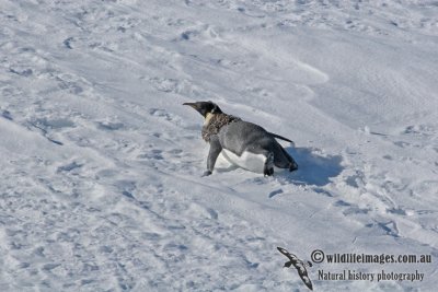 Emperor Penguin a0157.jpg