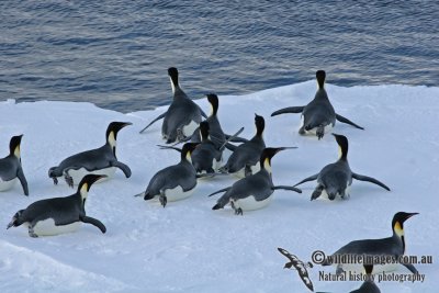 Emperor Penguin a2364.jpg