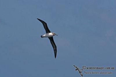Grey-headed Albatross a7022.jpg