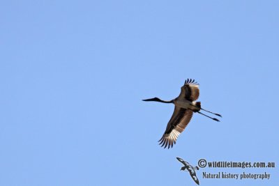 Black-necked Stork a0199.jpg