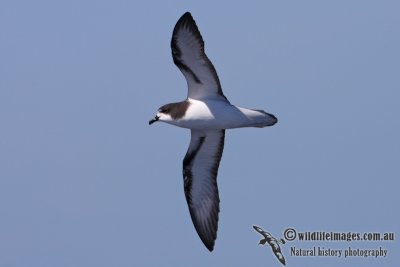 Gould's Petrel 2830.jpg