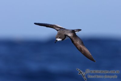 Gould's Petrel 2878.jpg