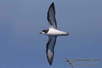 Goulds Petrel 3009.jpg