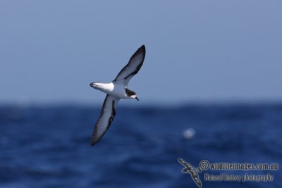 Gould's Petrel 3016.jpg