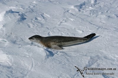 Leopard Seal a9849.jpg