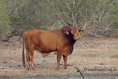 Domestic Cattle a0263.jpg