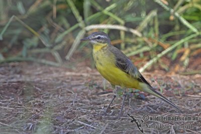 Eastern Yellow Wagtail a0415.jpg