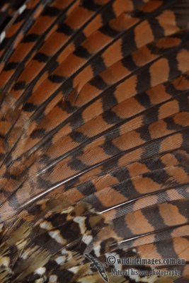 Buff-banded Rail a0580.jpg