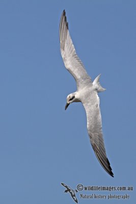 Gull-billed Tern a7724.jpg